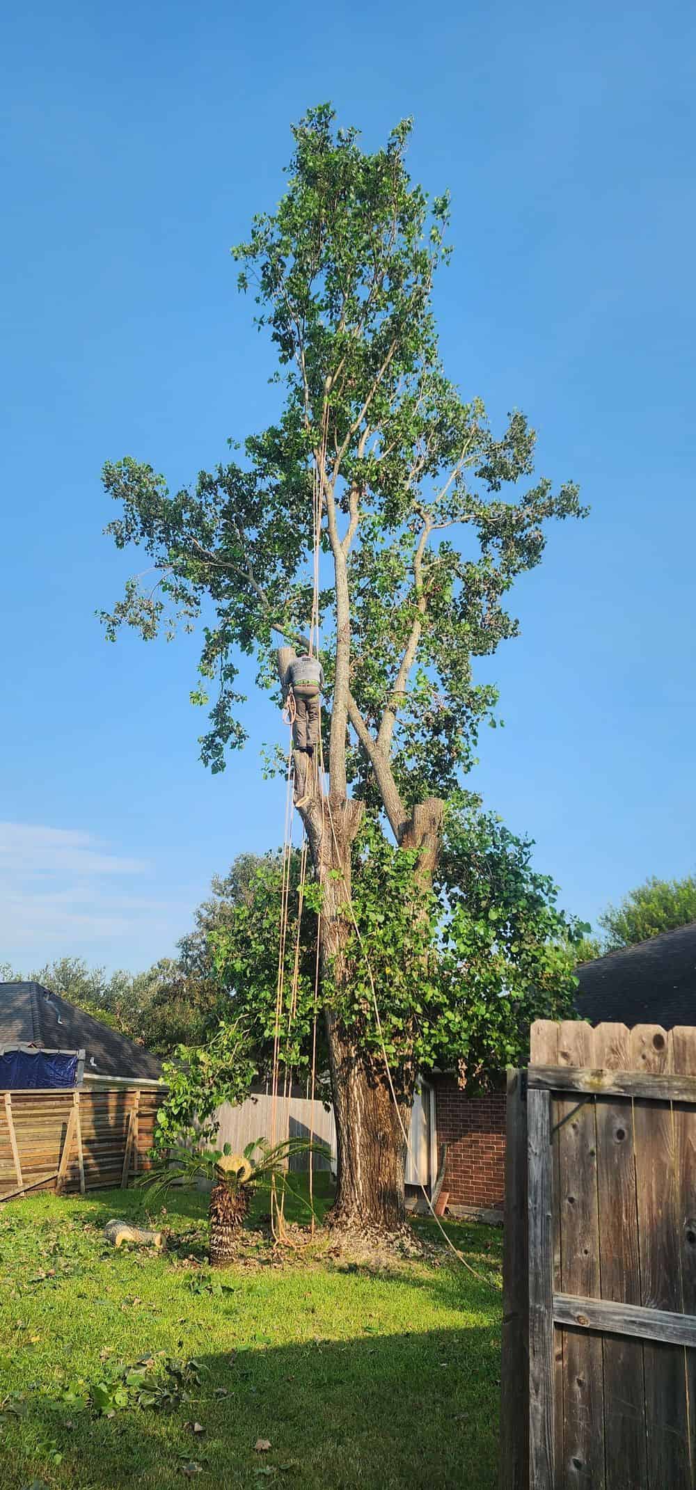 Tree Removal image