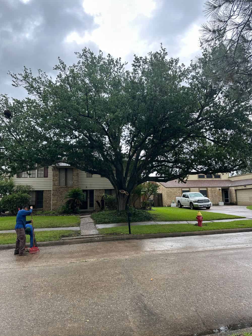 Tree Trimming image