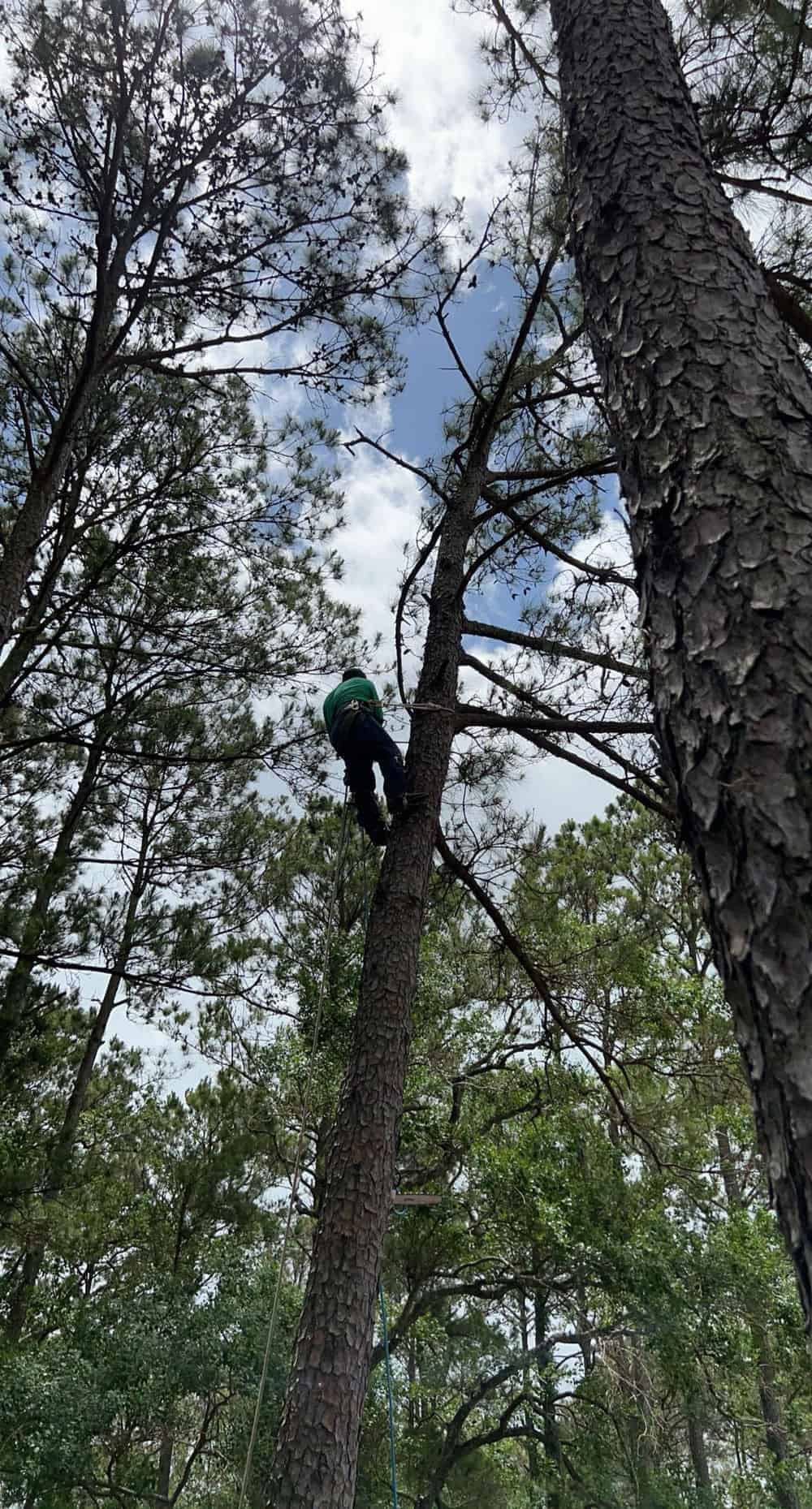Tree Topping image
