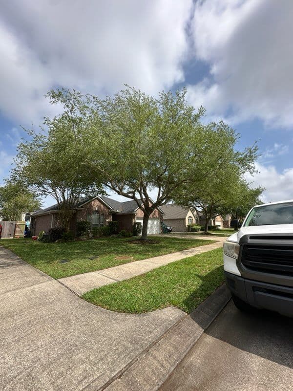 Tree Trimming in Pearland, TX