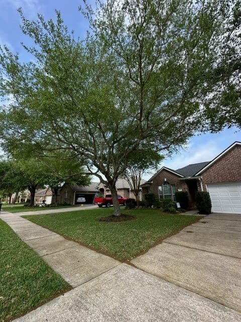 Gallery photos for Tree Trimming in Pearland, TX: Image #1