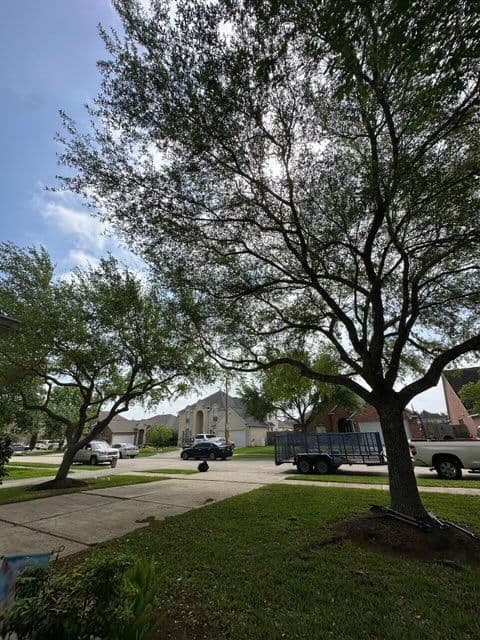 Gallery photos for Tree Trimming in Pearland, TX: Image #3