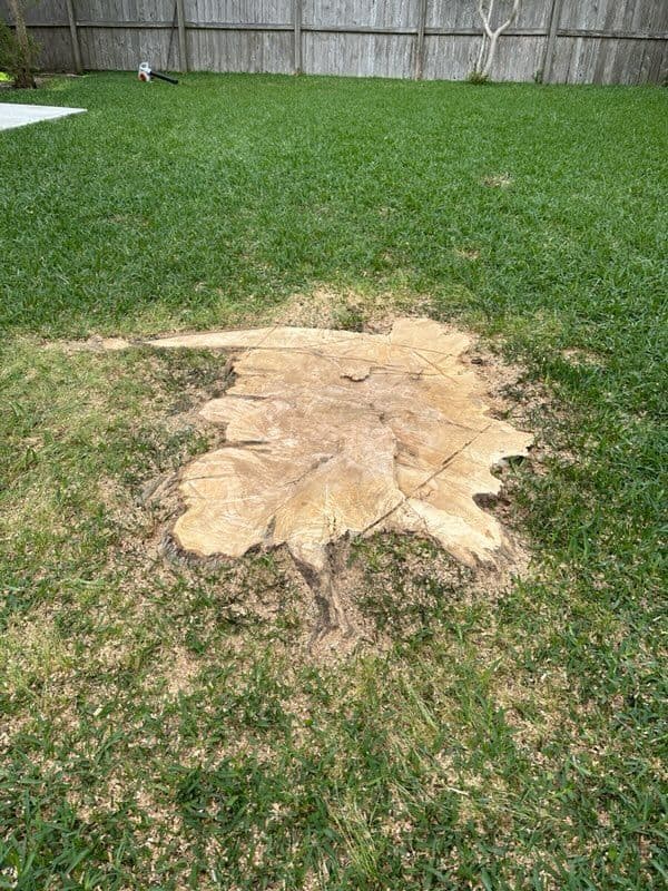 Gallery photos for Tree Removal in Sugar Land: Image #1
