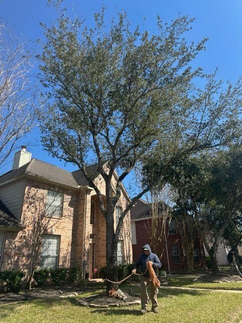 Expert Tree Trimming Services in Clear Lake City