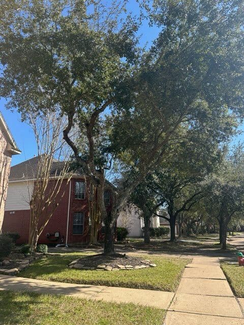 Gallery photos for Expert Tree Trimming Services in Clear Lake City: Image #2