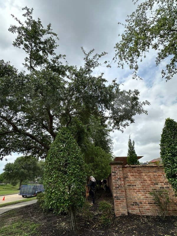 Tree Trimming and Cleanup in League City