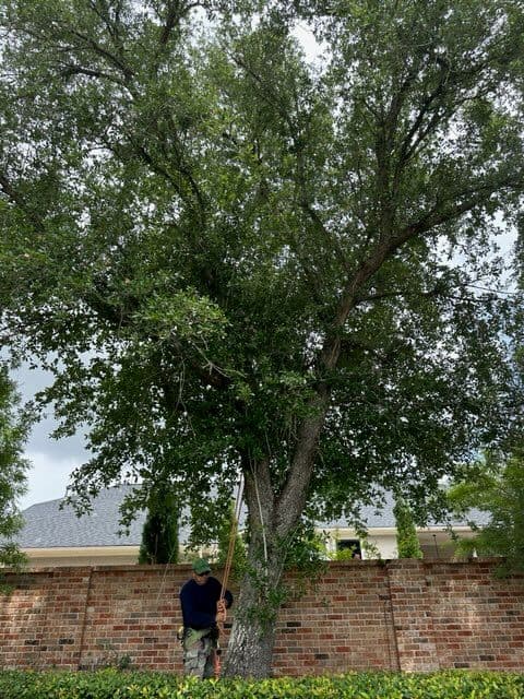 Tree Trimming and Cleanup in League City