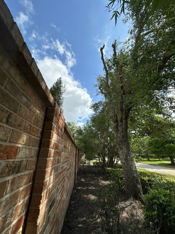 Gallery photos for Tree Trimming and Cleanup in League City: Image #2