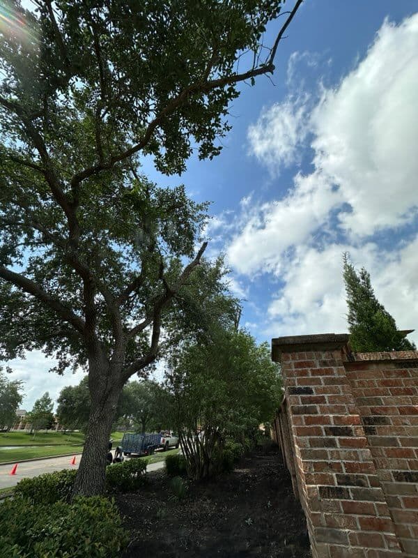 Gallery photos for Tree Trimming and Cleanup in League City: Image #3