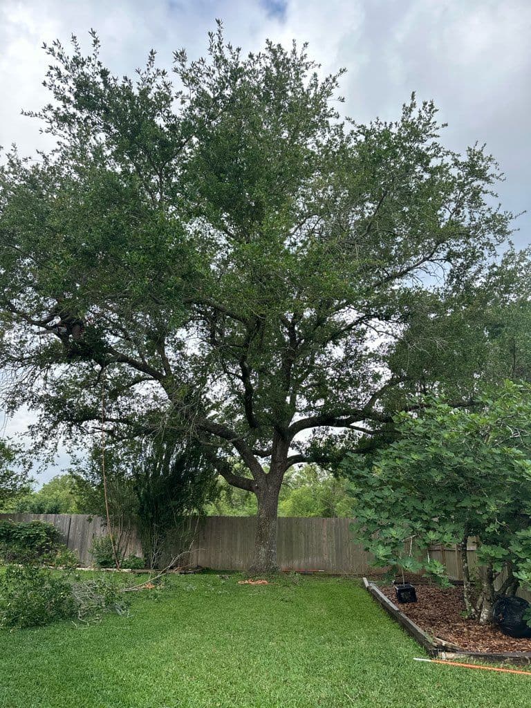 Expert Tree Trimming Services in Clear Lake City