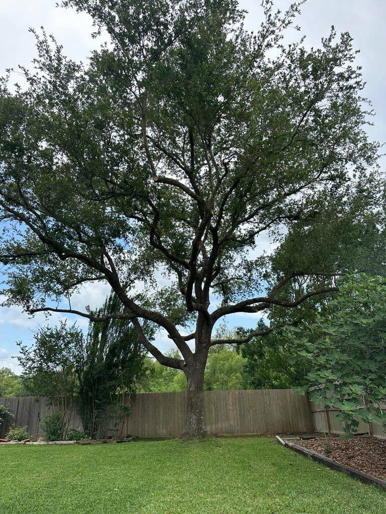 Expert Tree Trimming Services in Clear Lake City