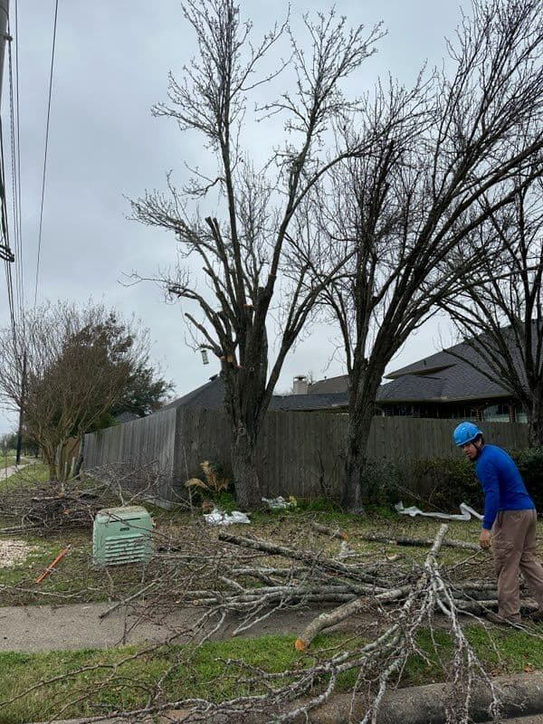 Expert Tree Removal and Stump Grinding in Clear Lake