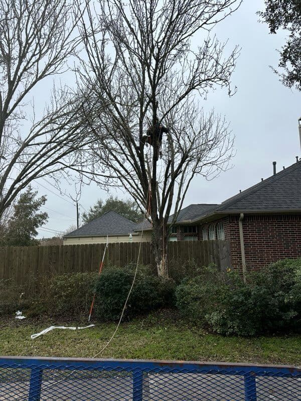 Expert Tree Removal and Stump Grinding in Clear Lake