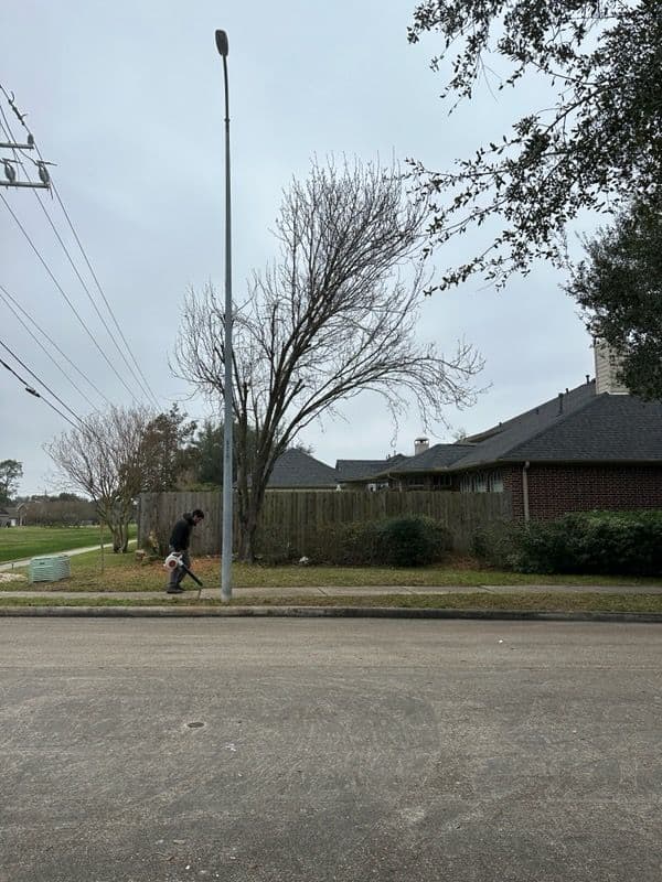 Expert Tree Removal and Stump Grinding in Clear Lake