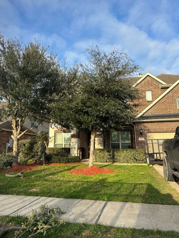 Expert Oak Tree Removal in League City image