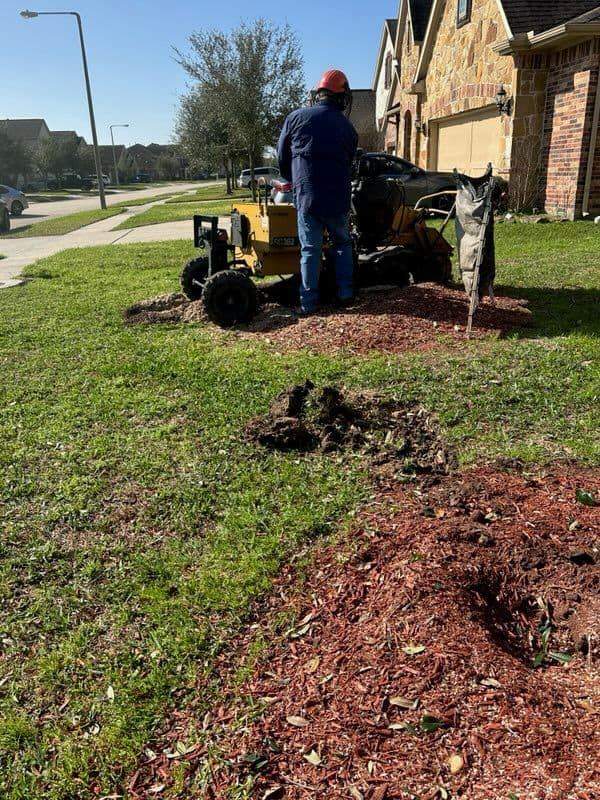 Gallery photos for Expert Oak Tree Removal in League City: Image #1