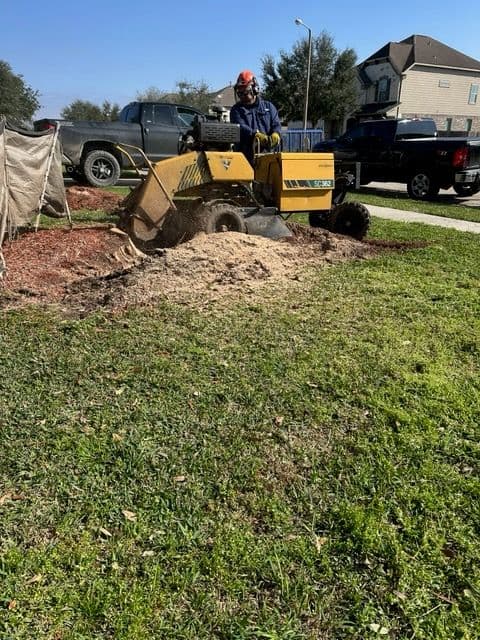 Gallery photos for Expert Oak Tree Removal in League City: Image #2