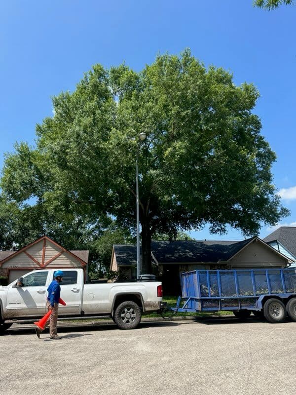 Expert Tree Care in Friendswood TX image