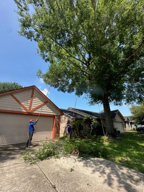 Gallery photos for Expert Tree Care in Friendswood TX: Image #1