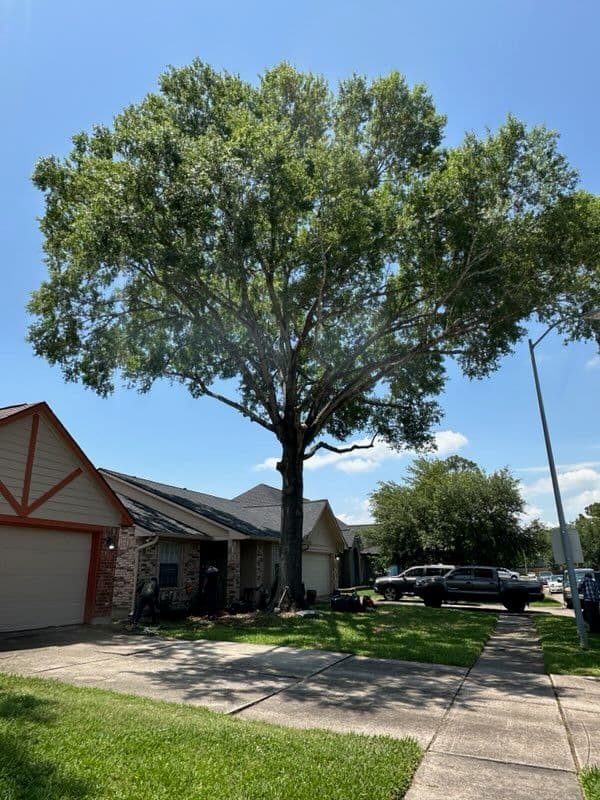Gallery photos for Expert Tree Care in Friendswood TX: Image #2