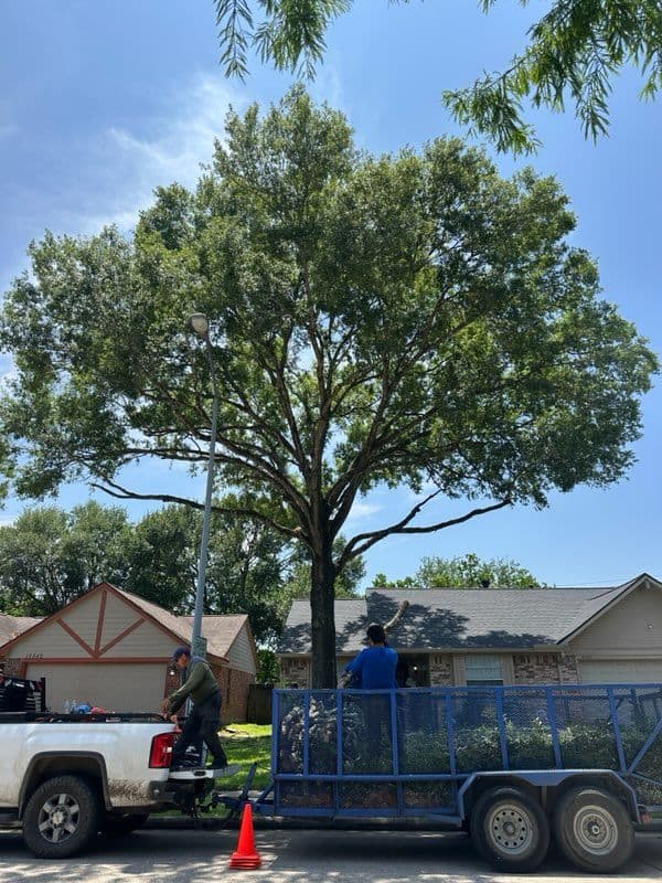 Gallery photos for Expert Tree Care in Friendswood TX: Image #3