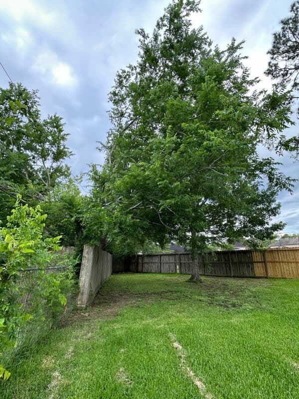 Tree Trimming Transformation in Friendswood TX image