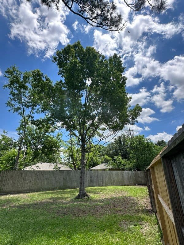 Gallery photos for Tree Trimming Transformation in Friendswood TX: Image #2