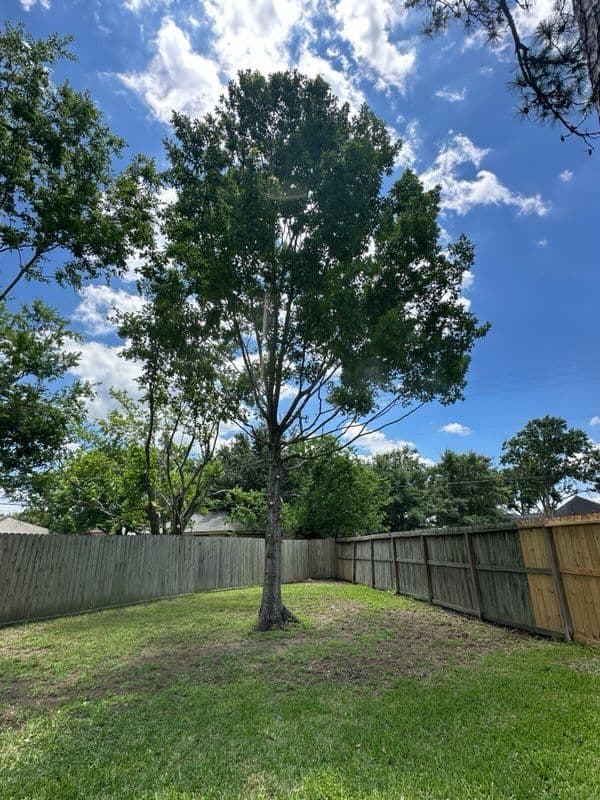 Gallery photos for Tree Trimming Transformation in Friendswood TX: Image #3