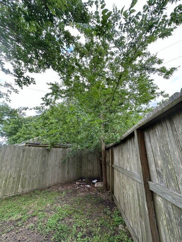 Transform Your Yard with Professional Tree Care image
