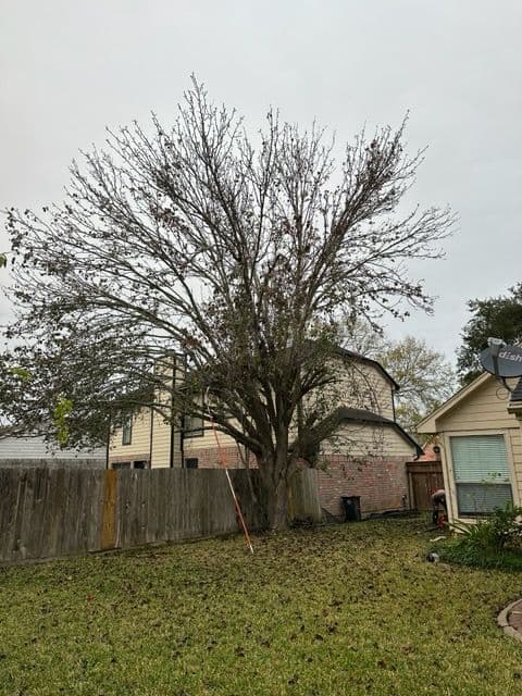 Seamless Large Tree Removal in Missouri City image