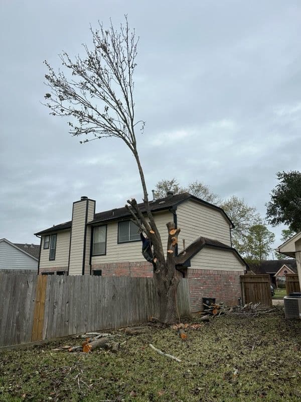 Gallery photos for Seamless Large Tree Removal in Missouri City: Image #1