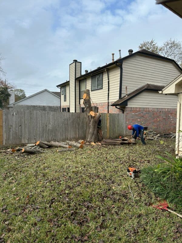 Gallery photos for Seamless Large Tree Removal in Missouri City: Image #2