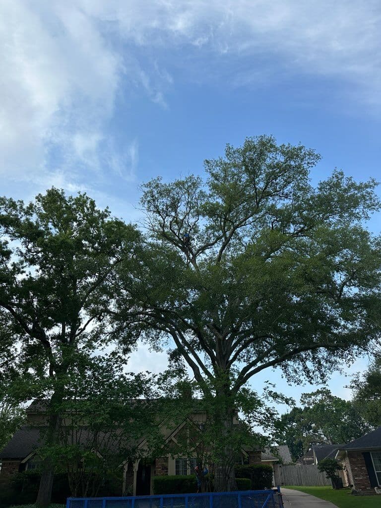 Expert Tree Trimming in Nassau Bay TX image