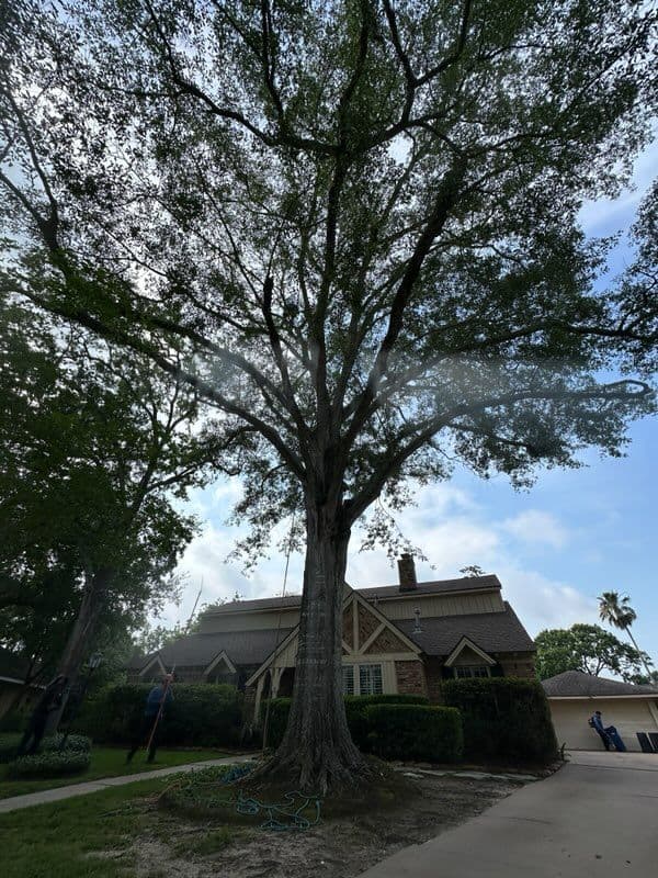 Gallery photos for Expert Tree Trimming in Nassau Bay TX: Image #1