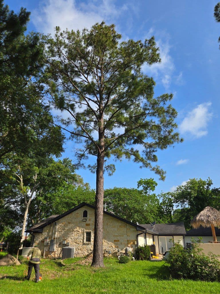 Safe Tree Removal and Trimming in League City TX image