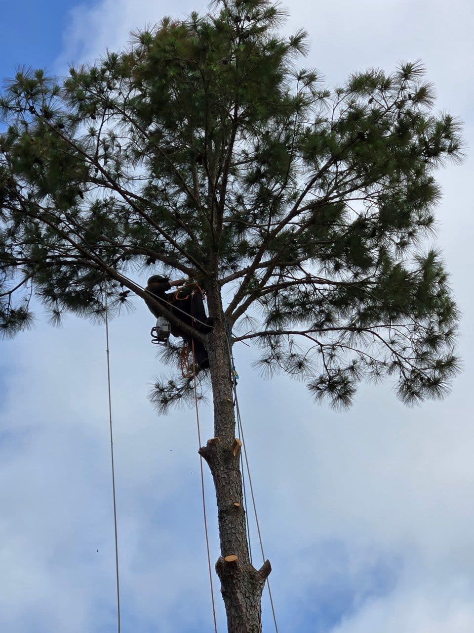 Gallery photos for Safe Tree Removal and Trimming in League City TX: Image #1