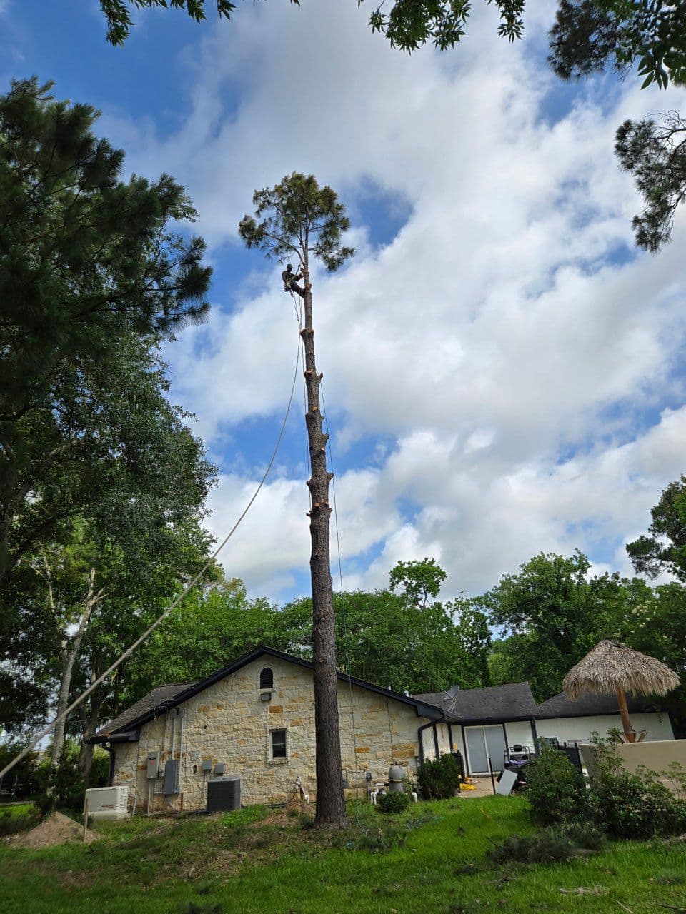 Gallery photos for Safe Tree Removal and Trimming in League City TX: Image #2