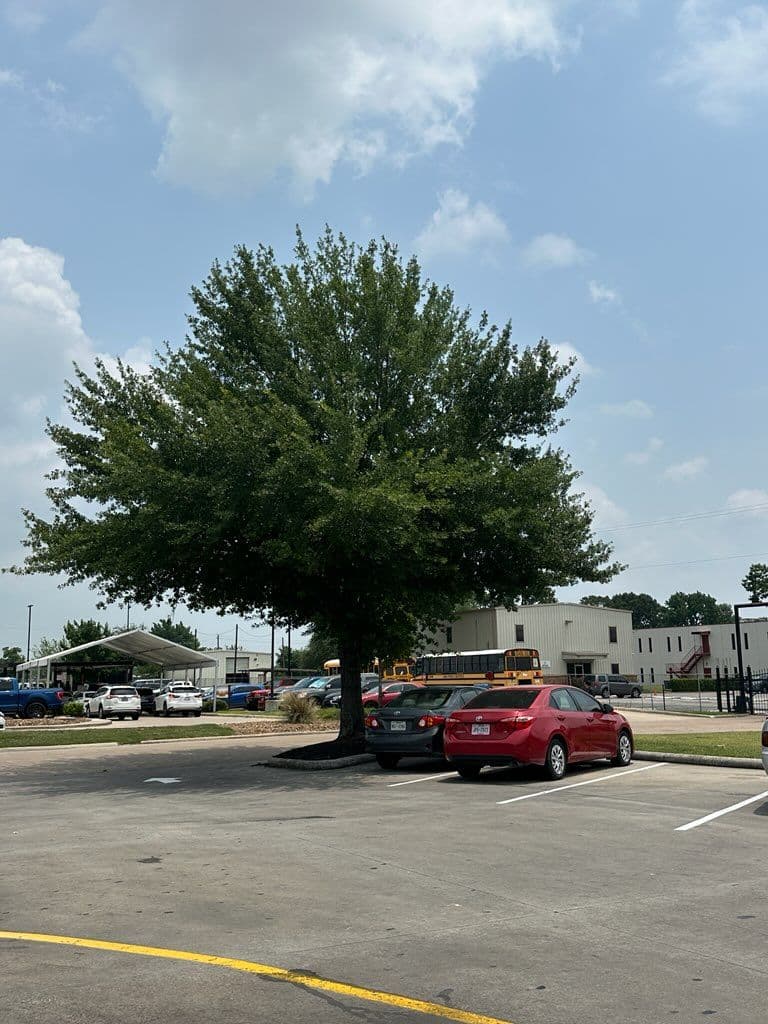 Houston Tree Trimming Adds Curb Appeal at McDonald's image