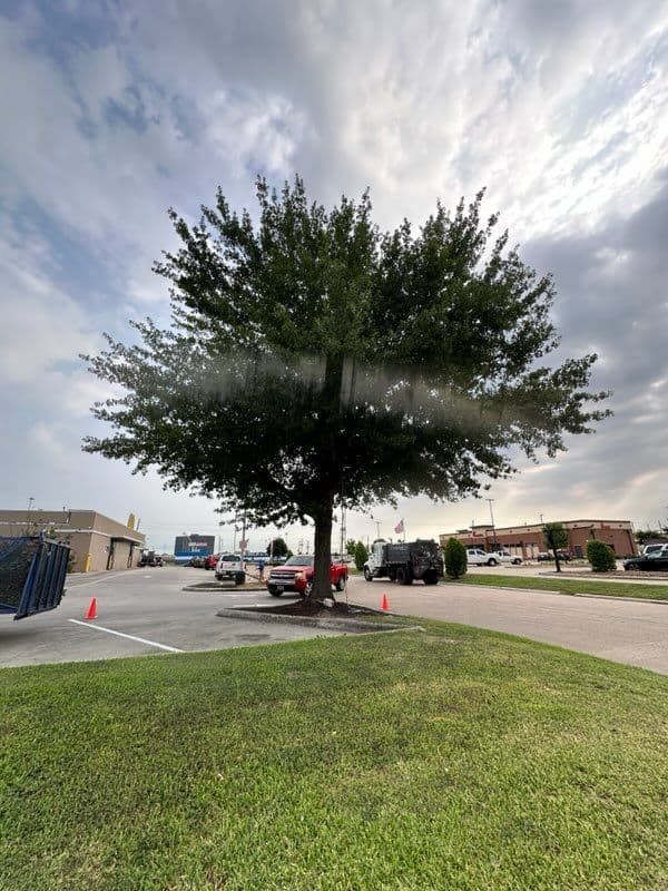 Gallery photos for Houston Tree Trimming Adds Curb Appeal at McDonald's: Image #1