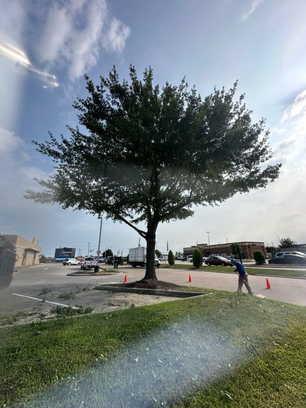 Gallery photos for Houston Tree Trimming Adds Curb Appeal at McDonald's: Image #2