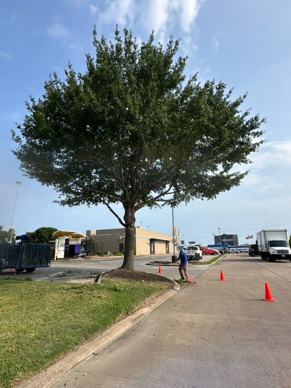 Gallery photos for Houston Tree Trimming Adds Curb Appeal at McDonald's: Image #3