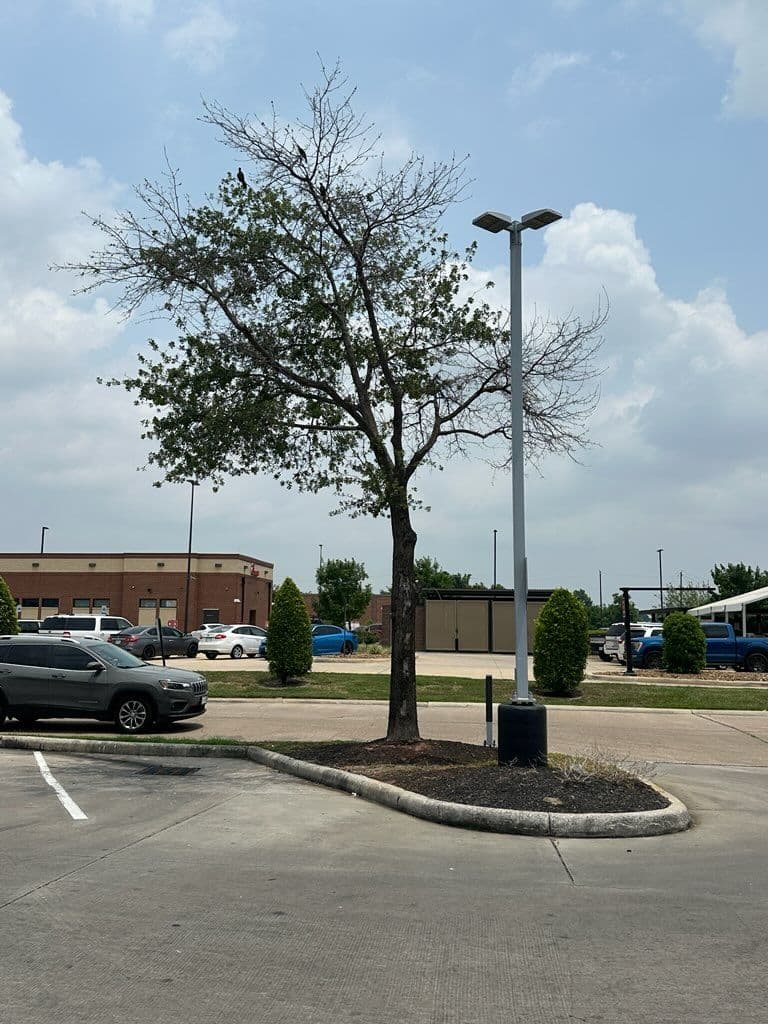 Expert Commercial Tree Removal in Houston Parking Lot image