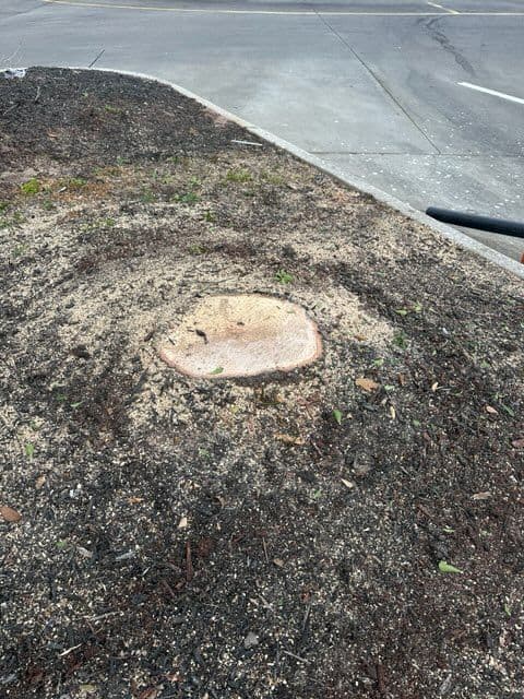 Gallery photos for Expert Commercial Tree Removal in Houston Parking Lot: Image #1