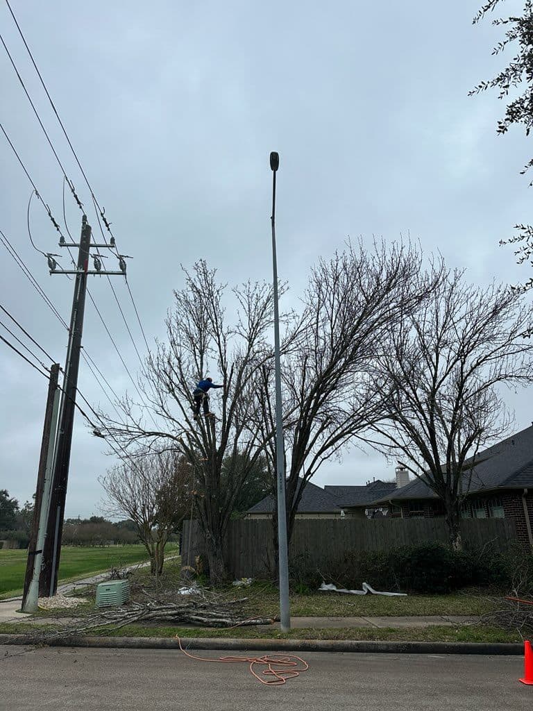 Expert Tree Trimming in Clear Lake City TX image