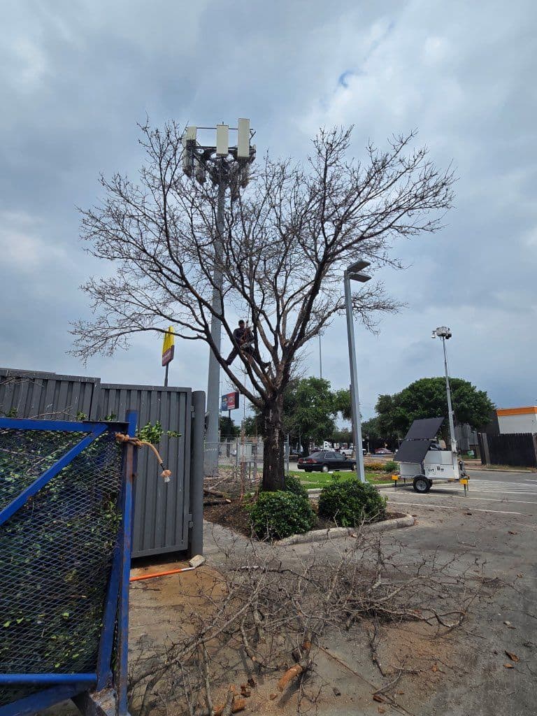 Efficient Tree Removal Service in Houston TX image