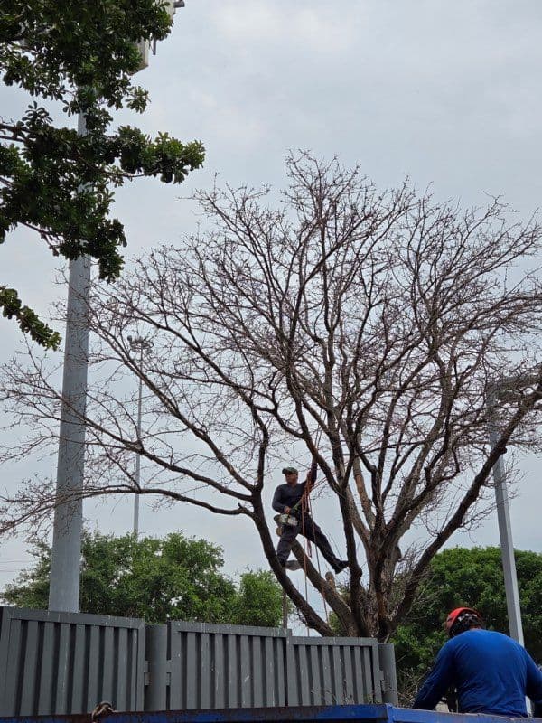 Gallery photos for Efficient Tree Removal Service in Houston TX: Image #1
