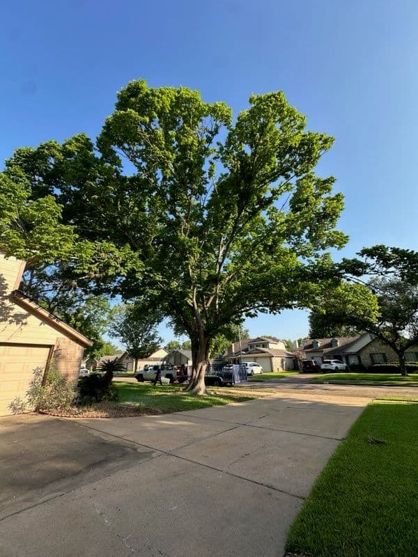 Efficient Tree Removal Transforms Sugar Land Landscapes image