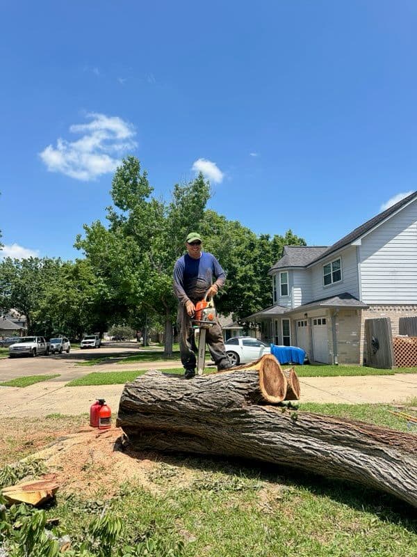 Gallery photos for Efficient Tree Removal Transforms Sugar Land Landscapes: Image #1