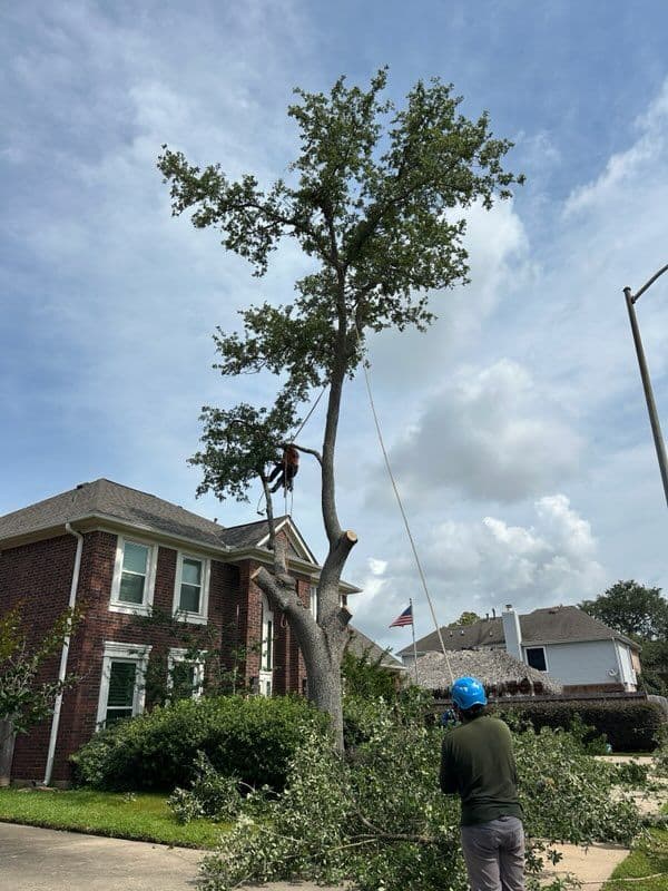 Expert Tree Removal and Cleanup in Deer Park TX image