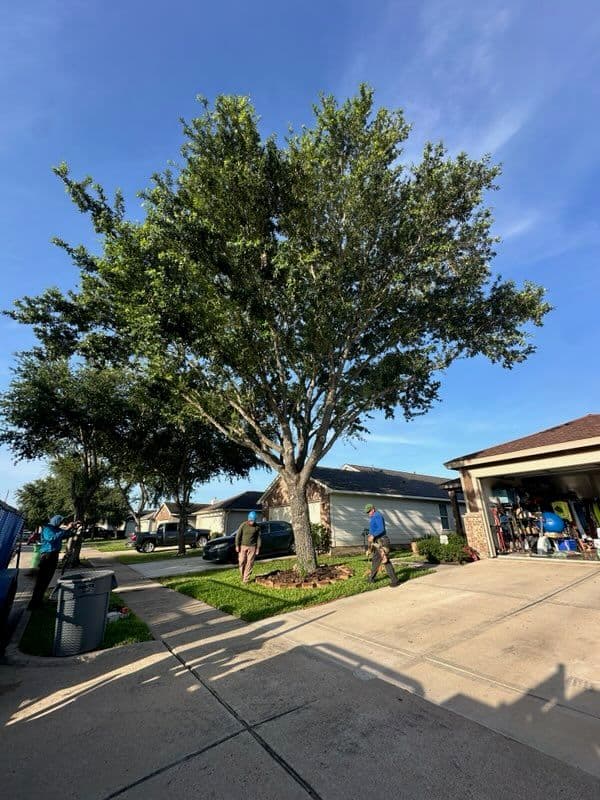 Comprehensive Oak Tree Removal in Pearland TX image